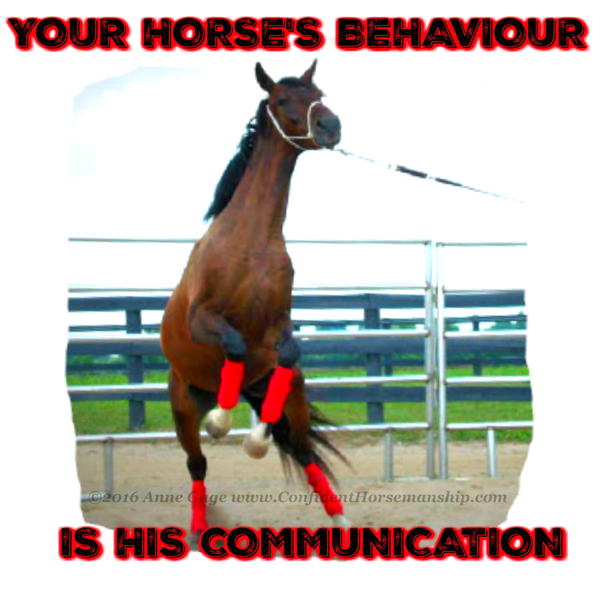 Your horse's behaviour is his communication.